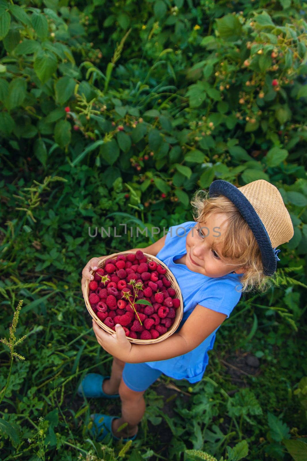 A child picks raspberries in the garden. Selective focus. Kid.