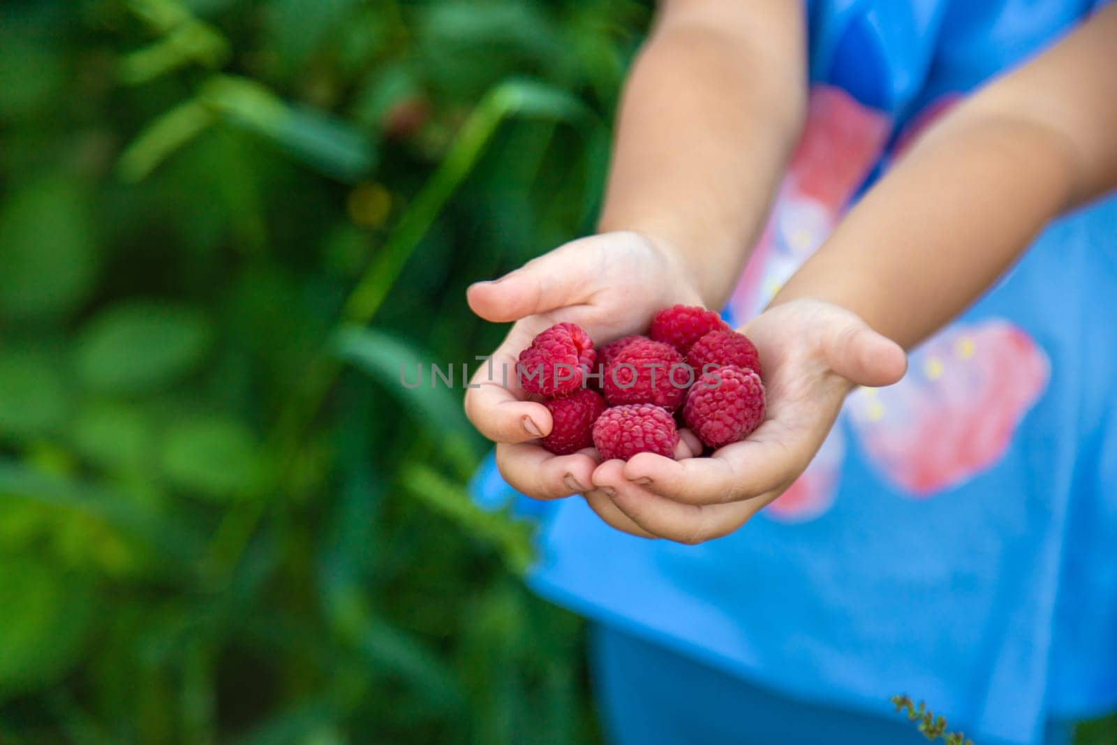 A child picks raspberries in the garden. Selective focus. Kid.