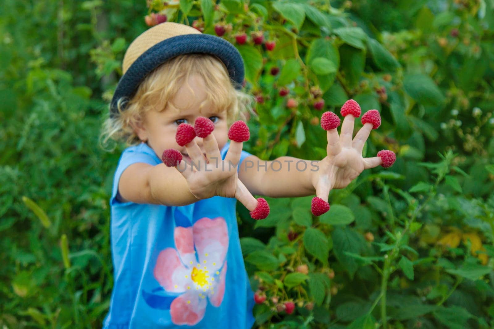 A child picks raspberries in the garden. Selective focus. Kid.