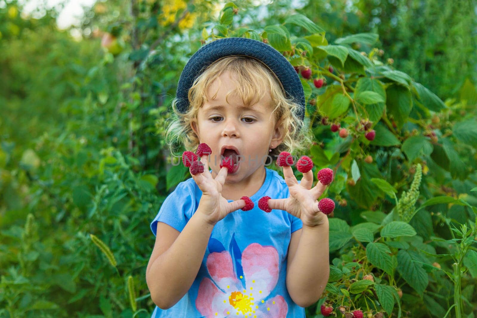 A child picks raspberries in the garden. Selective focus. Kid.