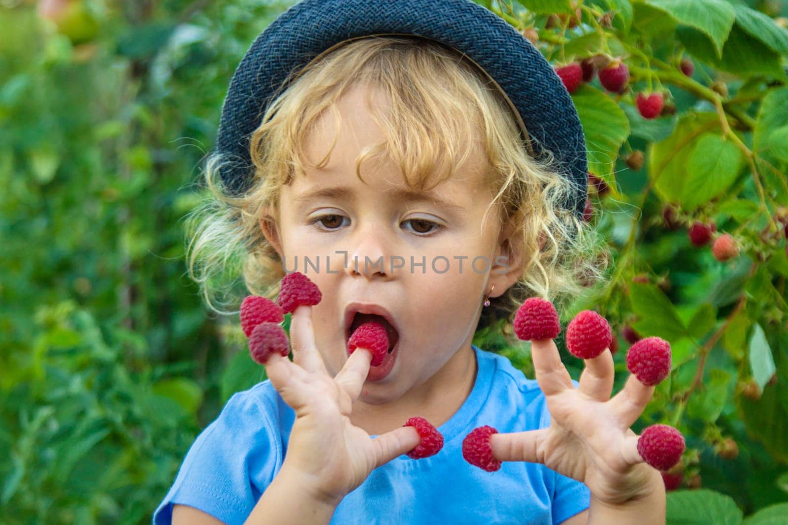 A child picks raspberries in the garden. Selective focus. Kid.