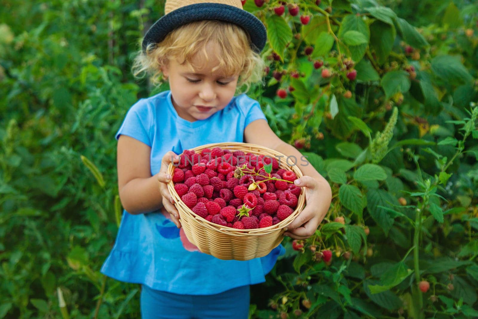 A child picks raspberries in the garden. Selective focus. Kid.