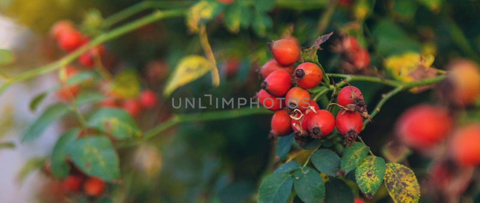 Rose hips in the garden. Selective focus. Food.