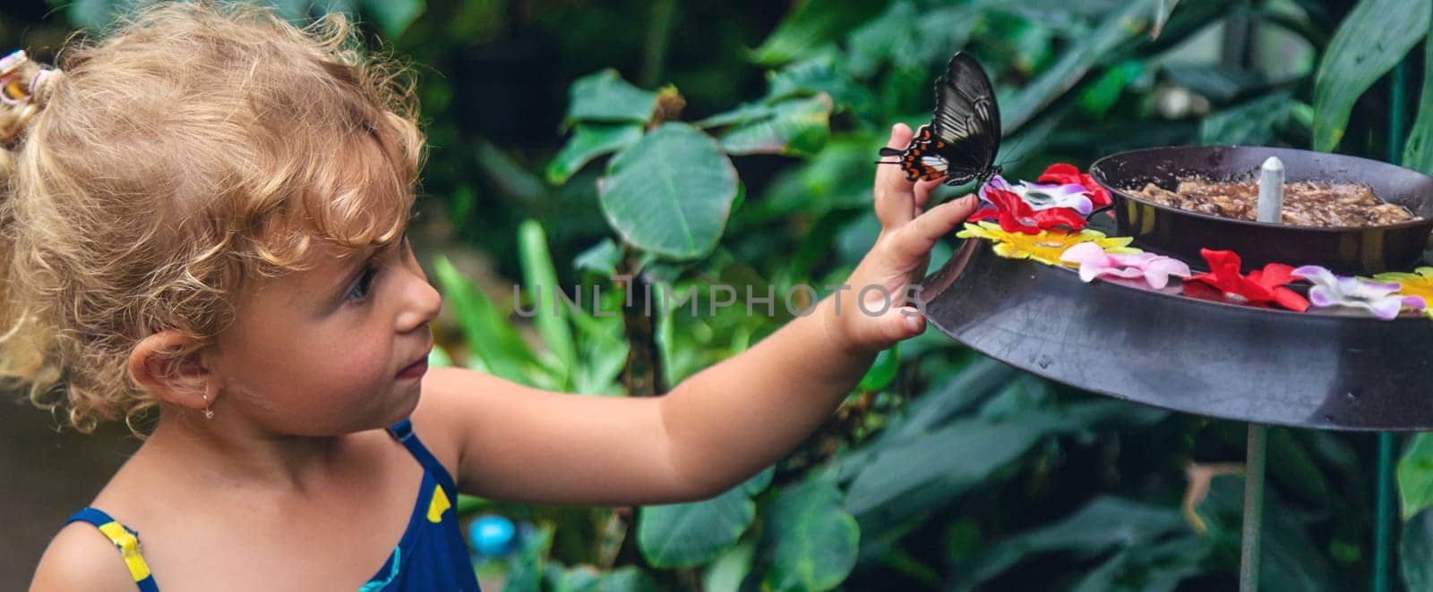 A child holds a beautiful butterfly. Selective focus. Nature.