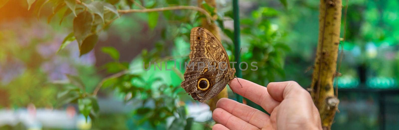 Beautiful butterfly on the hand. Selective focus. by yanadjana