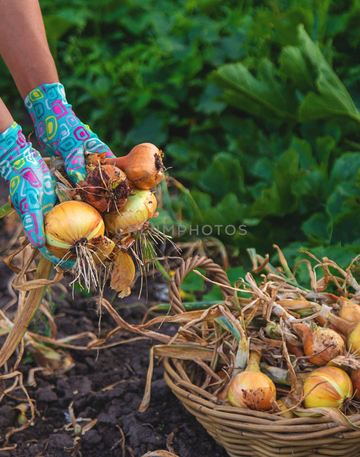 Farmer harvesting onions in the garden. Selective focus. by yanadjana