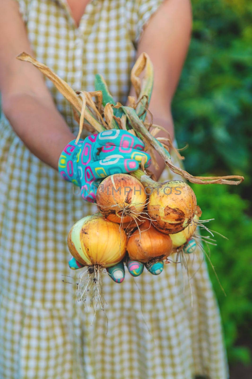 Farmer harvesting onions in the garden. Selective focus. by yanadjana