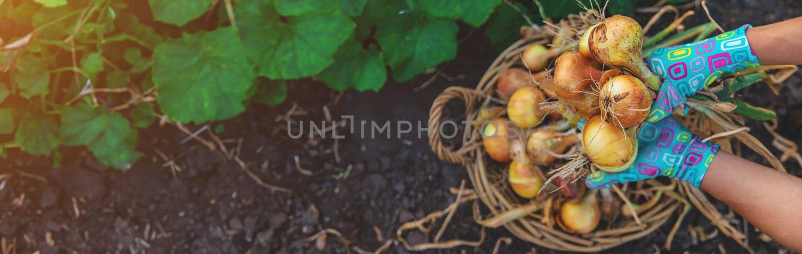 Farmer harvesting onions in the garden. Selective focus. Food.