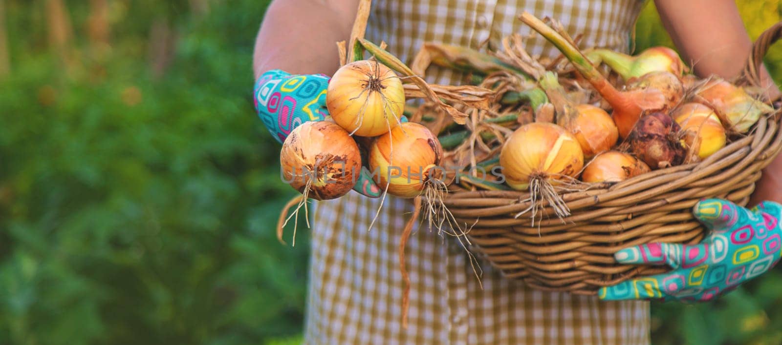 Farmer harvesting onions in the garden. Selective focus. Food.