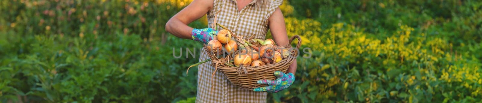 Farmer harvesting onions in the garden. Selective focus. Food.