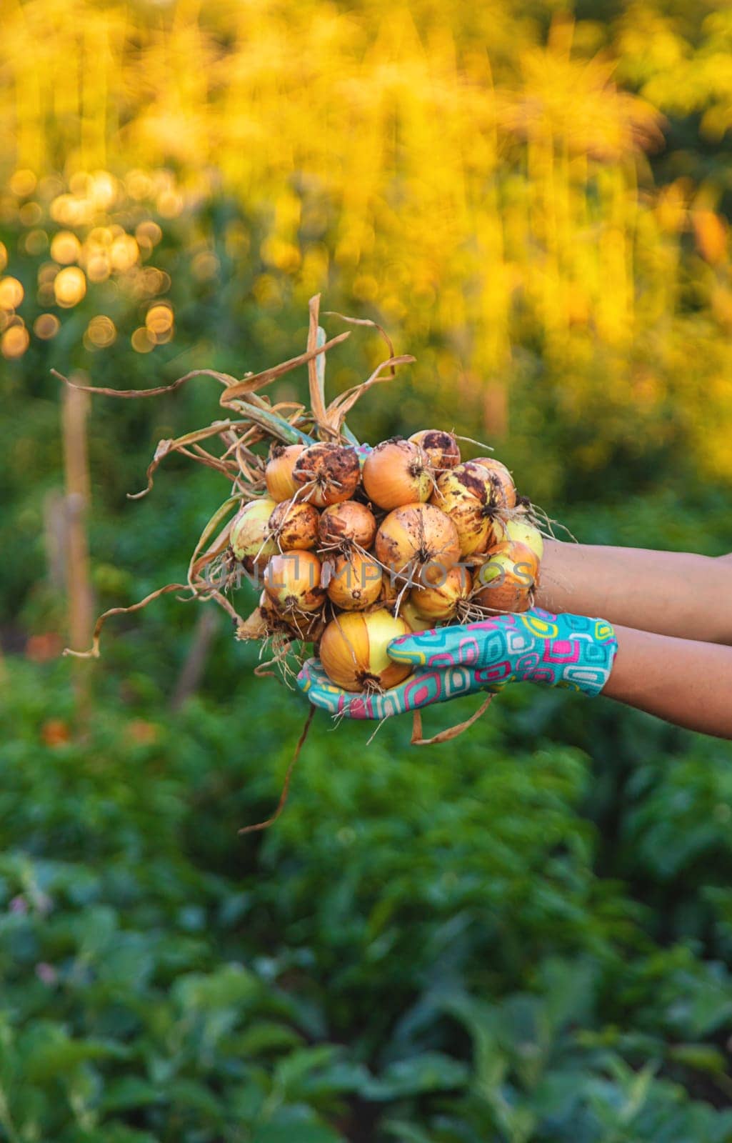 Farmer harvesting onions in the garden. Selective focus. Food.