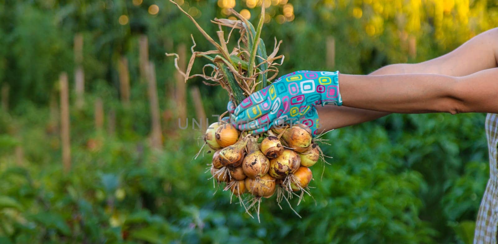 Farmer harvesting onions in the garden. Selective focus. Food.