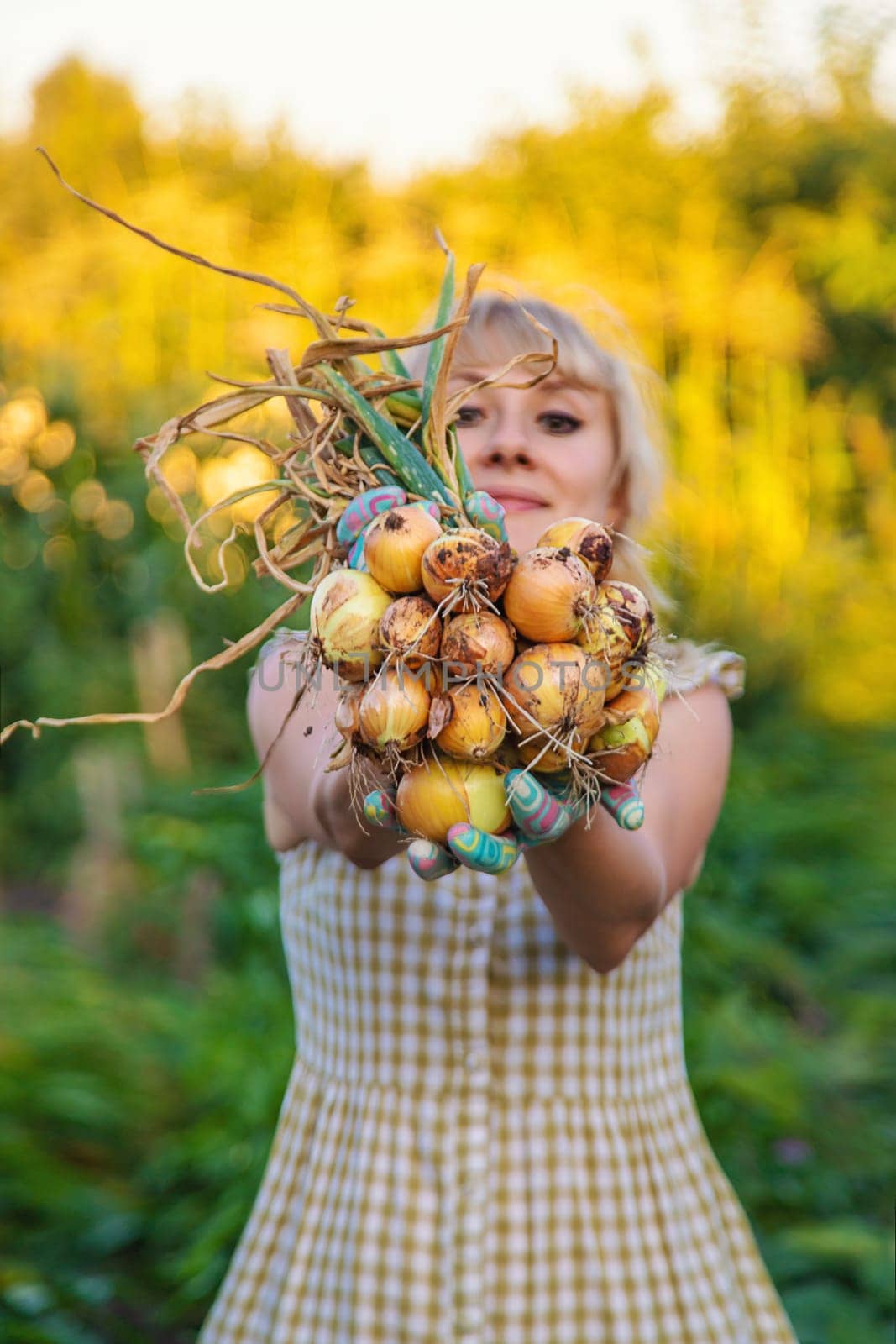 Farmer harvesting onions in the garden. Selective focus. Food.