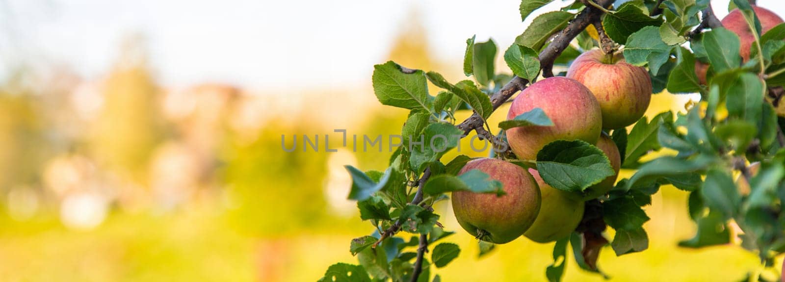 Apple harvest on the tree. Selective focus. by yanadjana