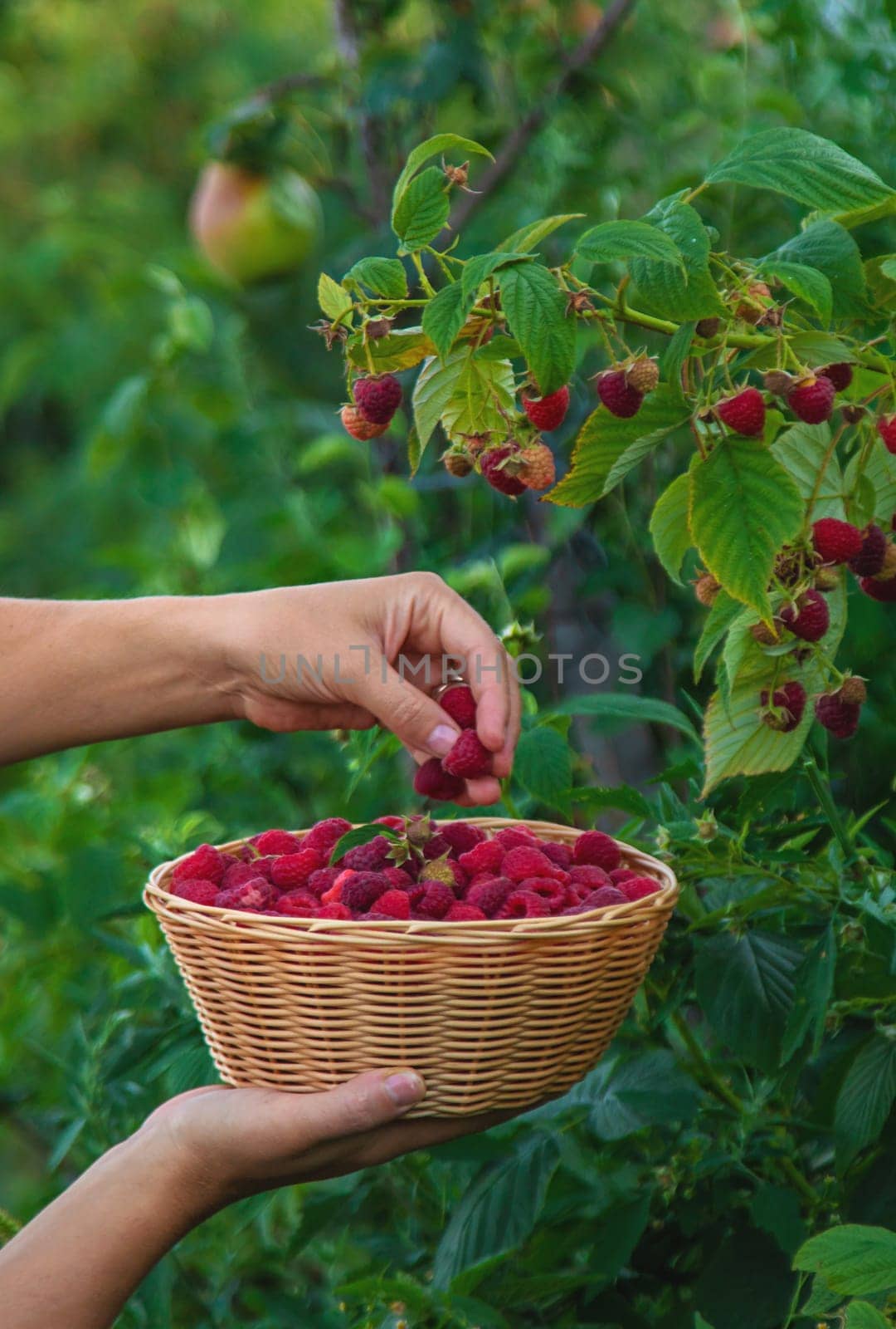 A woman harvests raspberries in the garden. Selective focus. food.