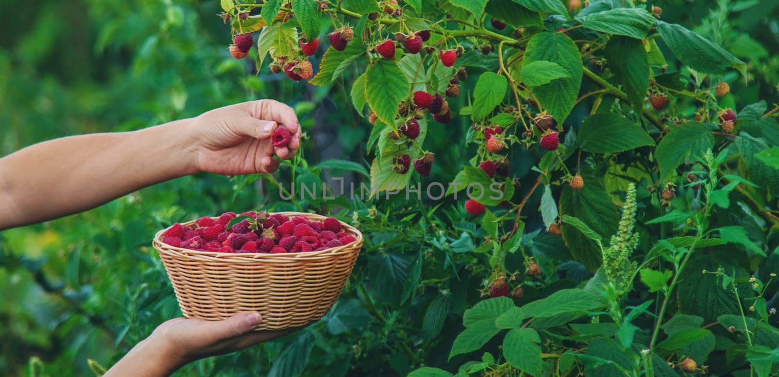 A woman harvests raspberries in the garden. Selective focus. food.