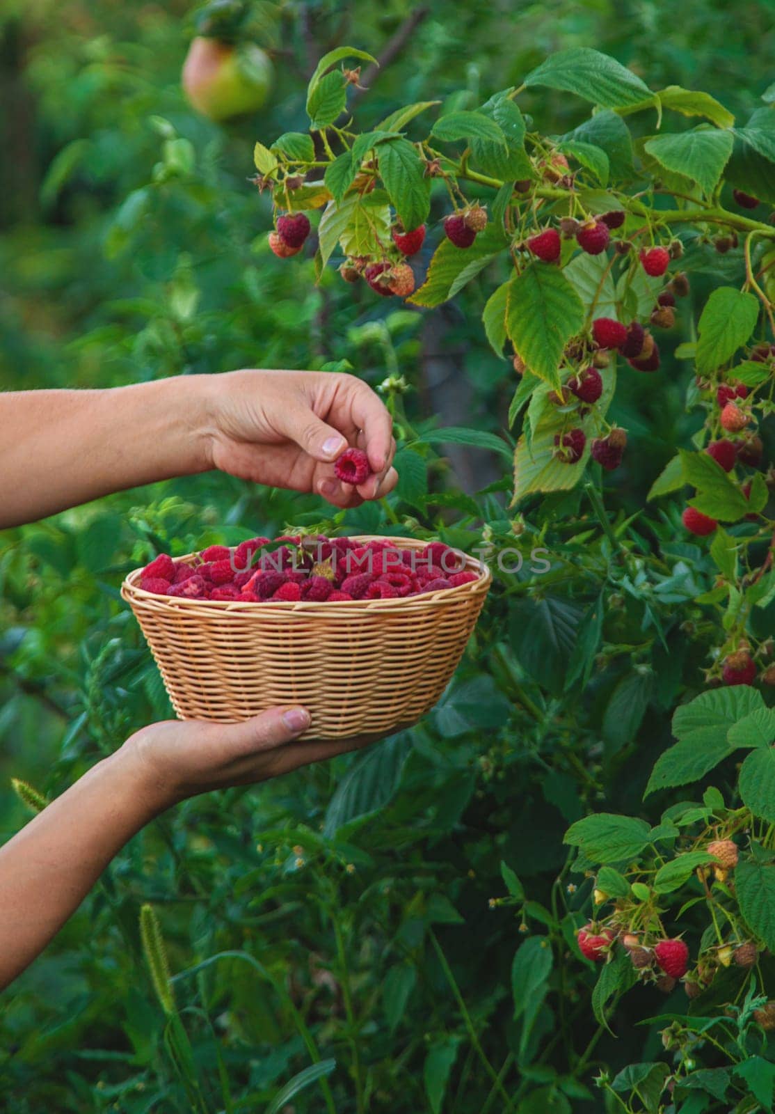 A woman harvests raspberries in the garden. Selective focus. food.