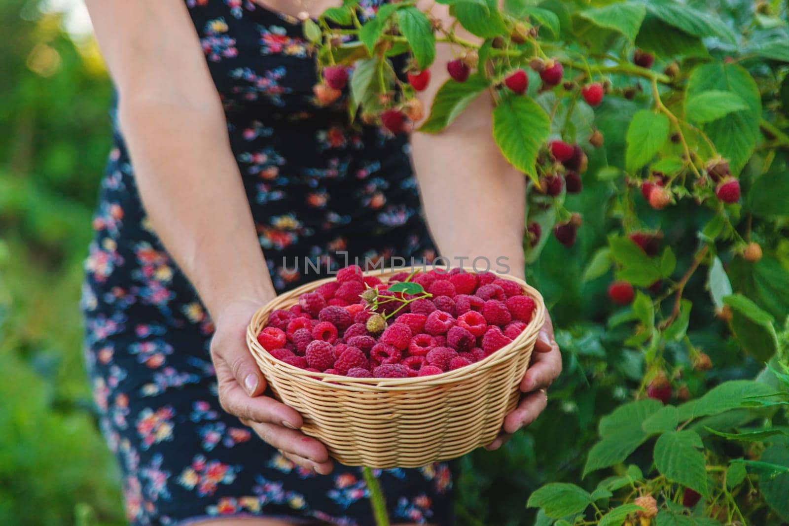A woman harvests raspberries in the garden. Selective focus. food.