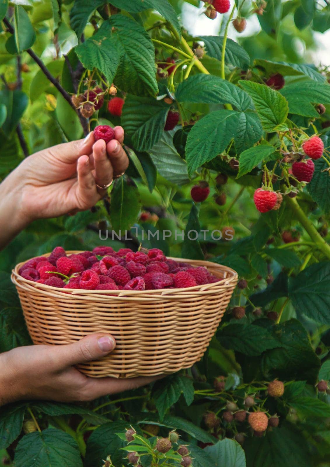 A woman harvests raspberries in the garden. Selective focus. food.