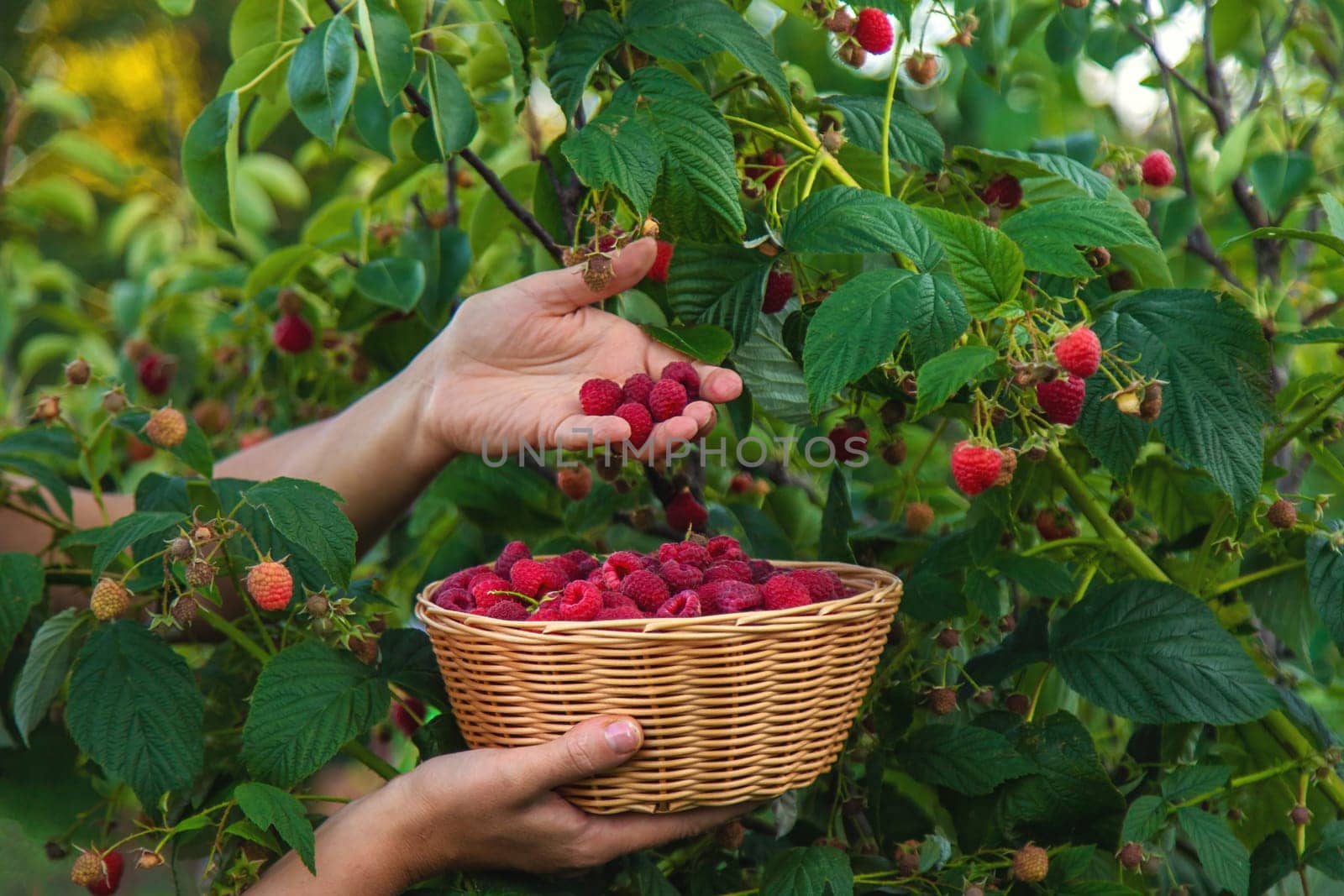 A woman harvests raspberries in the garden. Selective focus. food.