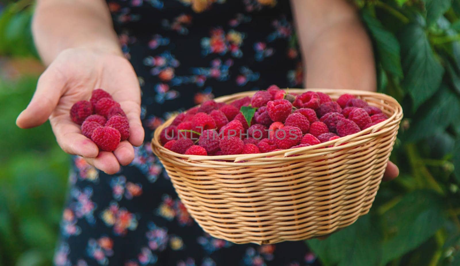 A woman harvests raspberries in the garden. Selective focus. food.