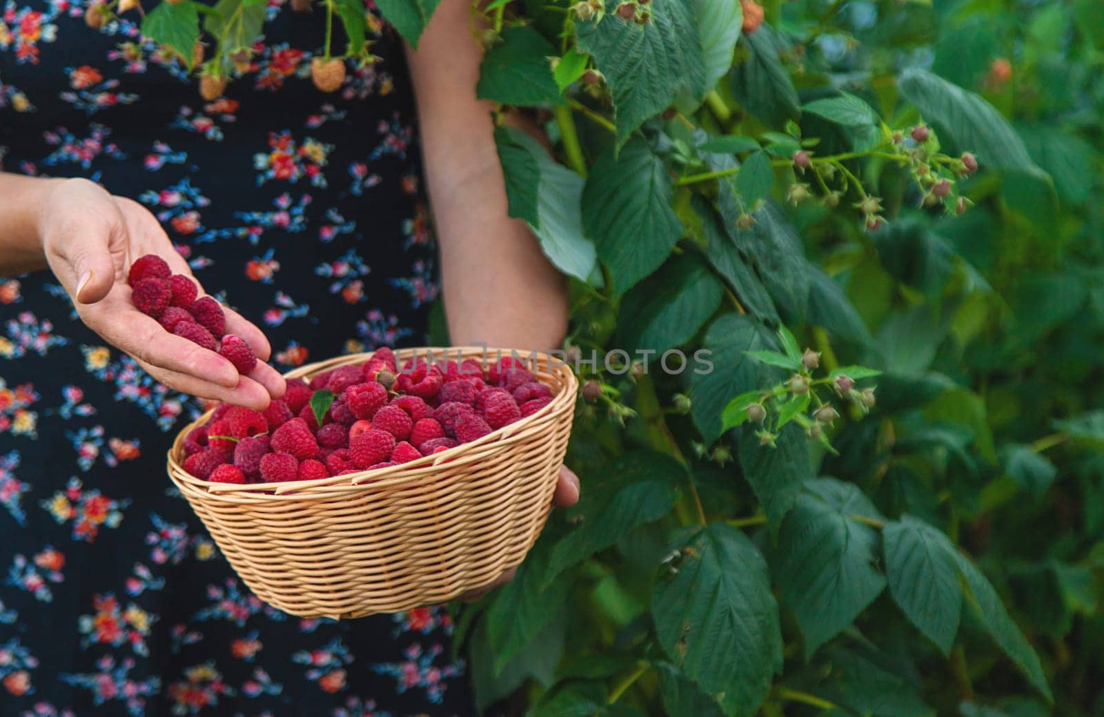 A woman harvests raspberries in the garden. Selective focus. food.