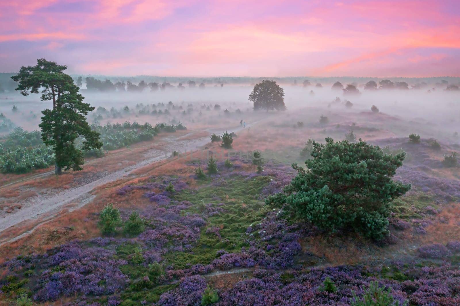 Aerial from sunrise in the forest from Friesland in the Netherlands