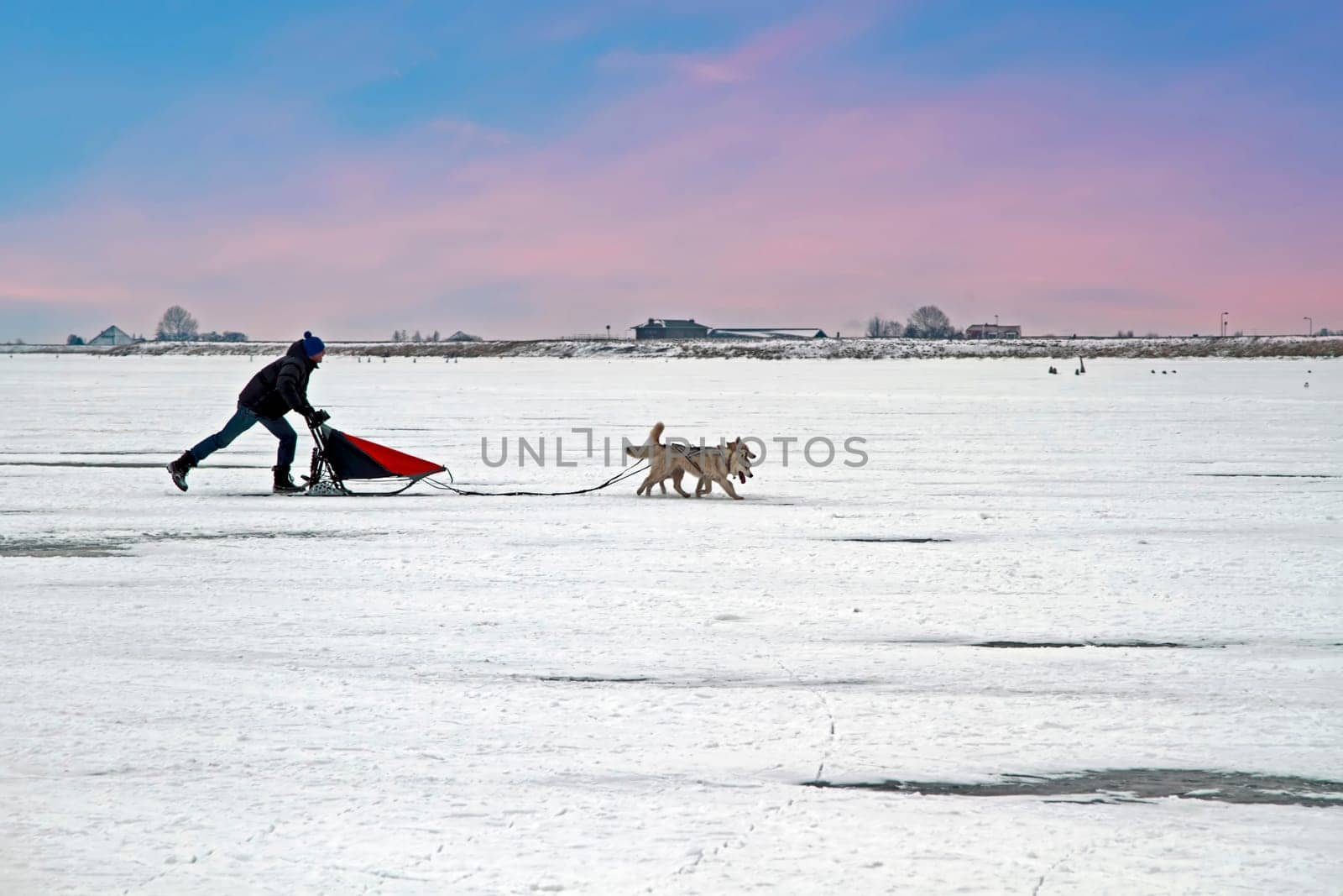 Sledging on the frozen IJsselmeer in winter in the Netherlands at sunset