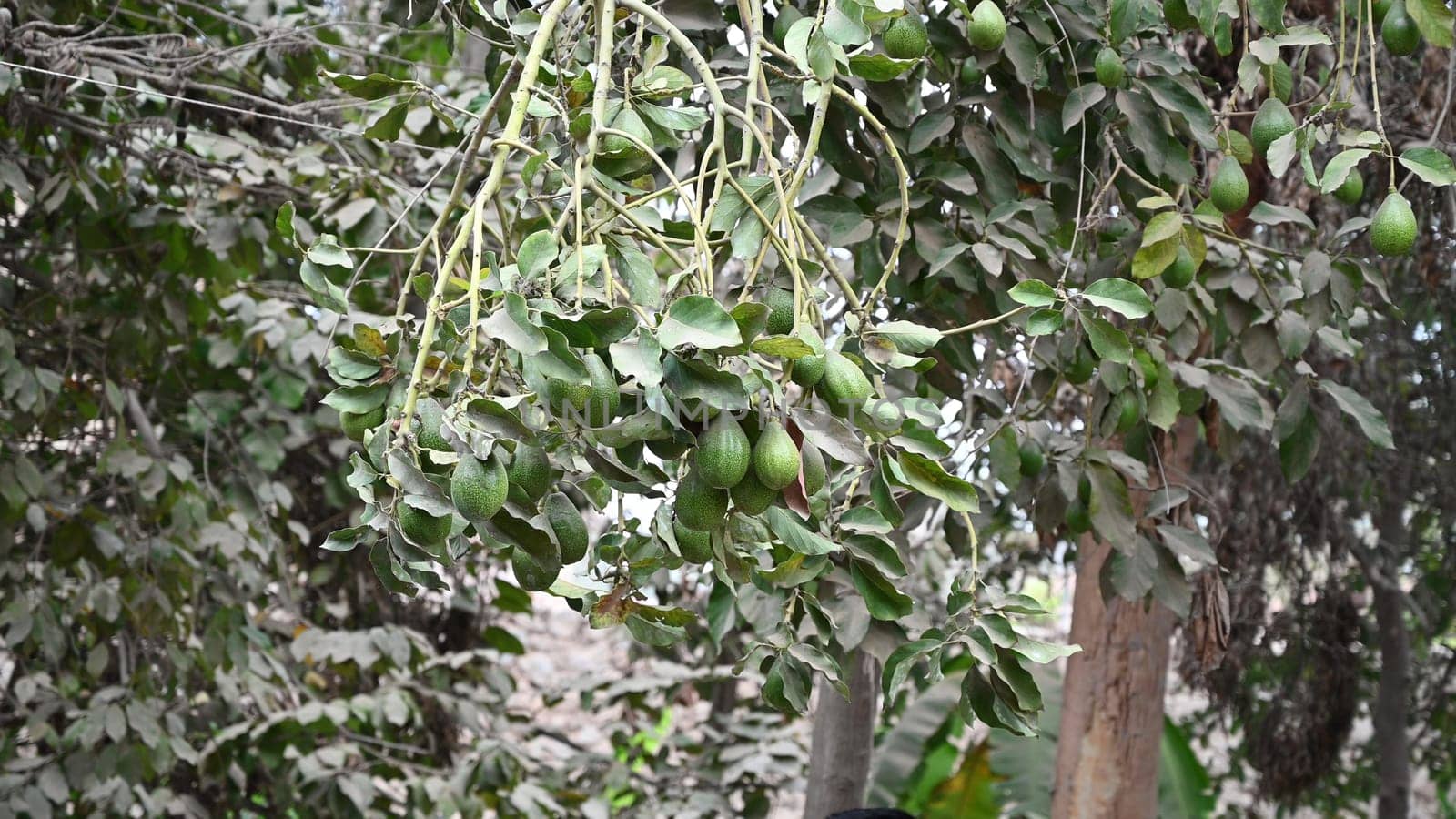 Avocados hanging at branch of tree in a plantation of fruit trees. by Peruphotoart