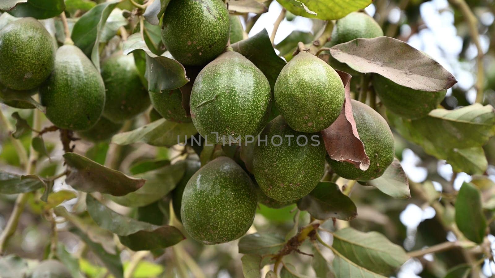 Avocados hanging at branch of tree in a plantation of fruit trees