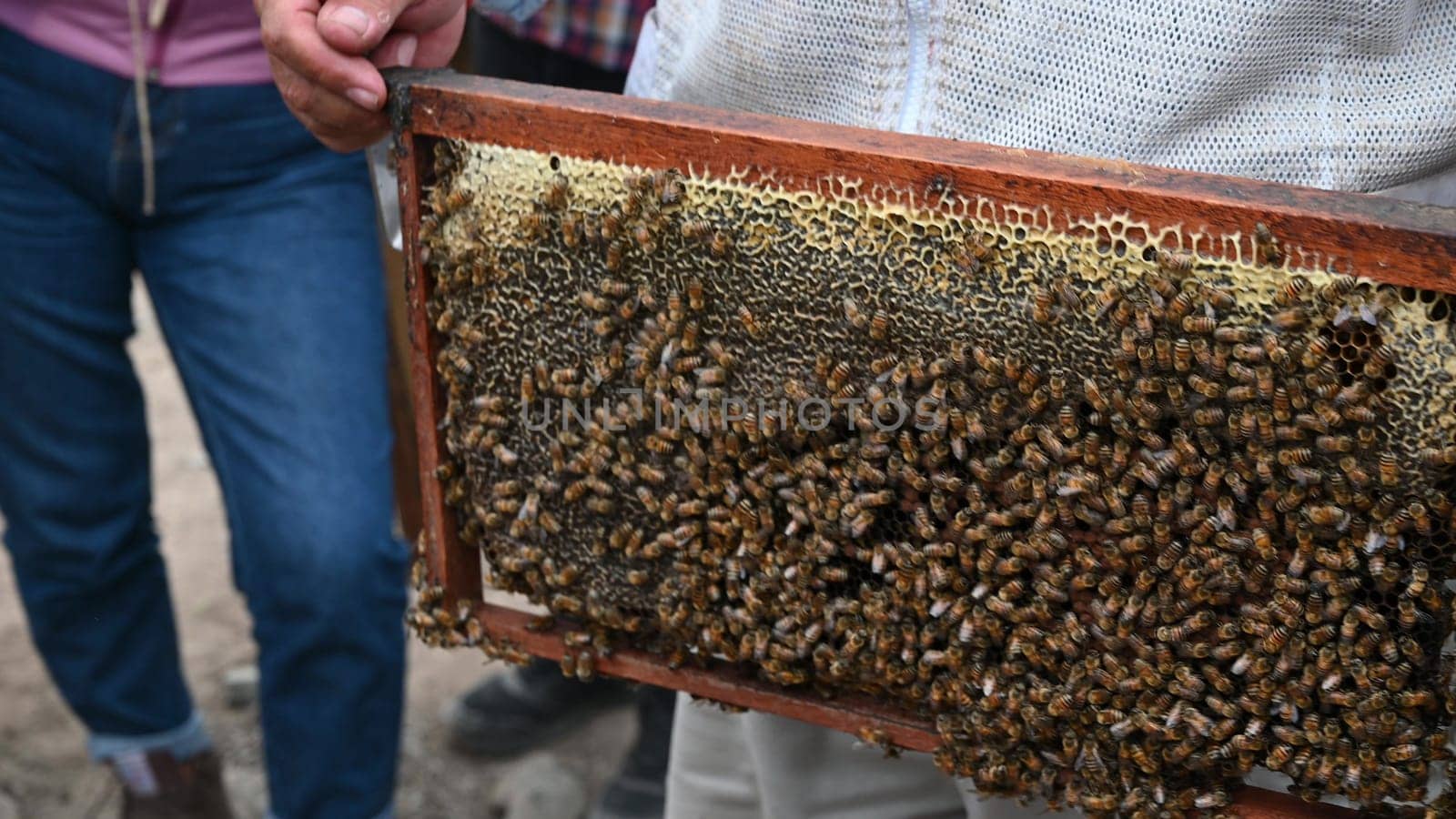 A beekeeper holds a frame with bees. Honey production. Apiary in nature. Natural food. bees on honeycomb