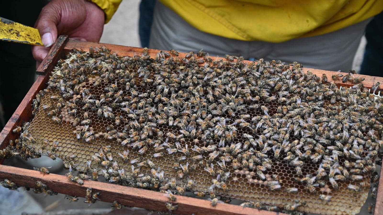A beekeeper holds a frame with bees. Honey production. Apiary in nature. Natural food. bees on honeycomb