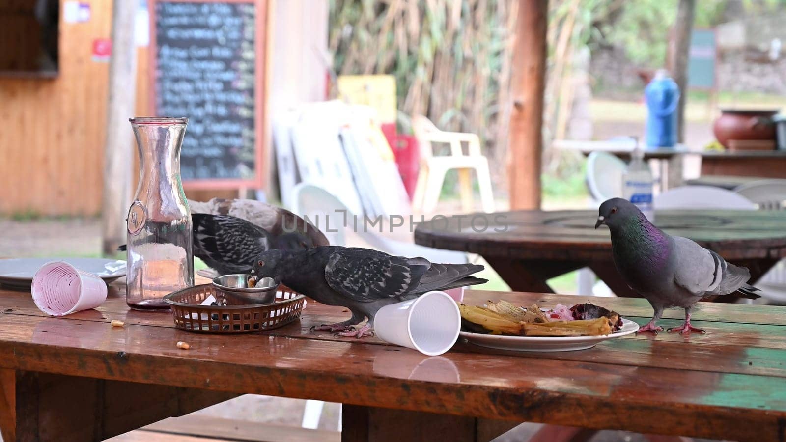 Close-up of hungry pigeons, birds eating leftover food in plates on the table in the country restaurant