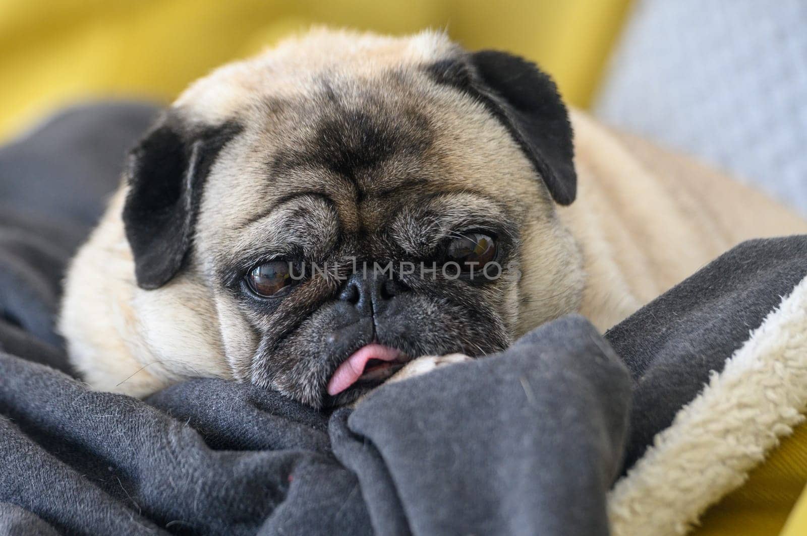 an old pug with his tongue stuck out lies on the sofa 5