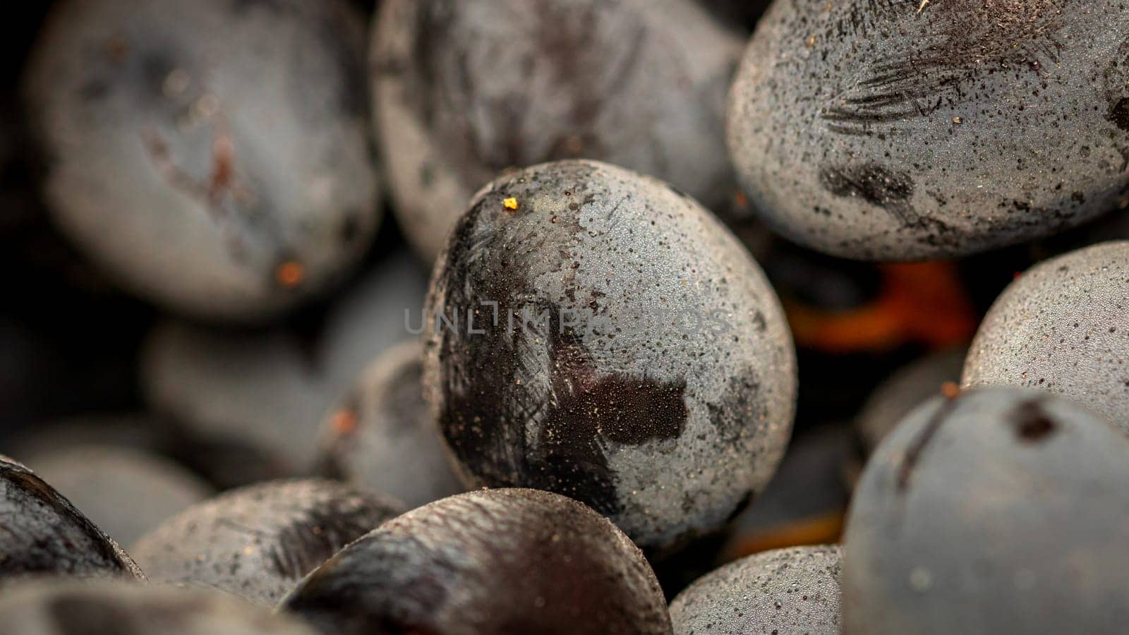 Close up of ripe grapes, background of grapes.