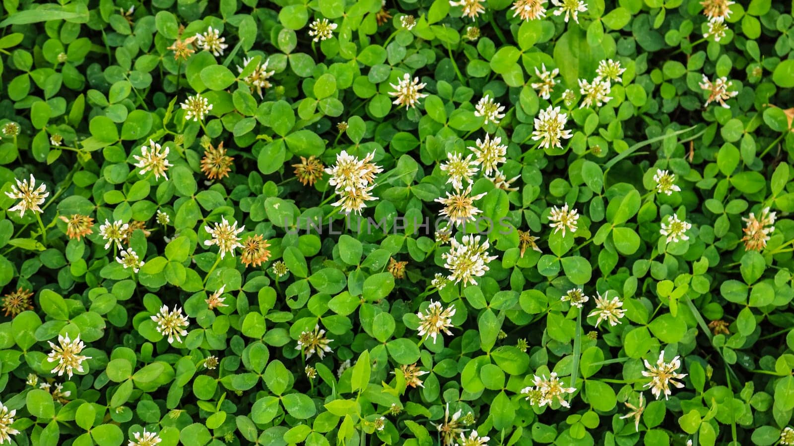 White flower clover. Background of blooming clover flowers on a green field. Wild flowering clover grows in the ground.