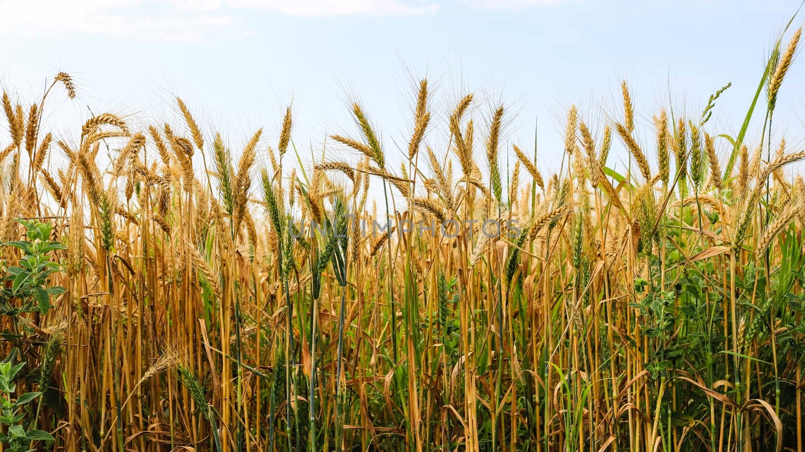 Part of golden wheat field on a sunny day.