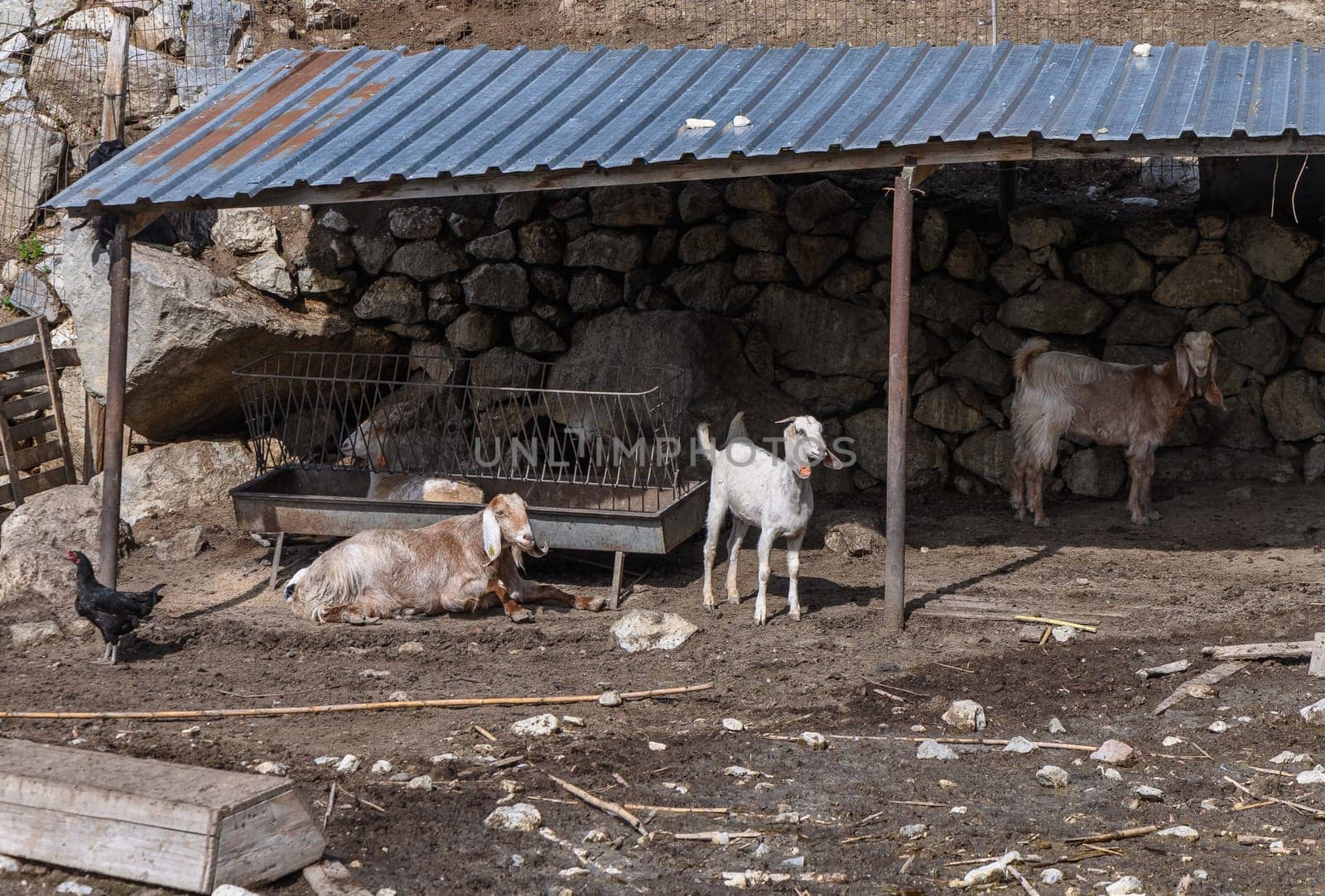domestic goats in a North Cyprus village in winter