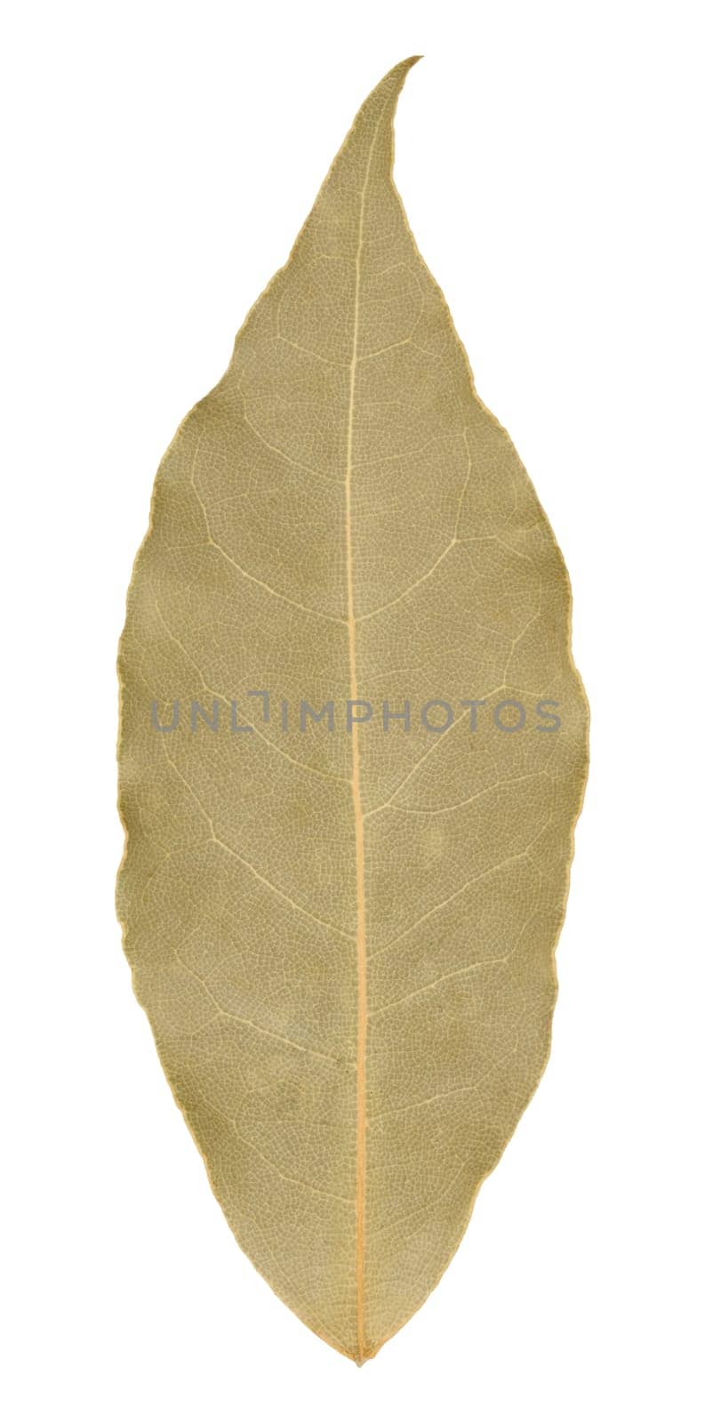 Dry bay leaf leaf on isolated background by ndanko