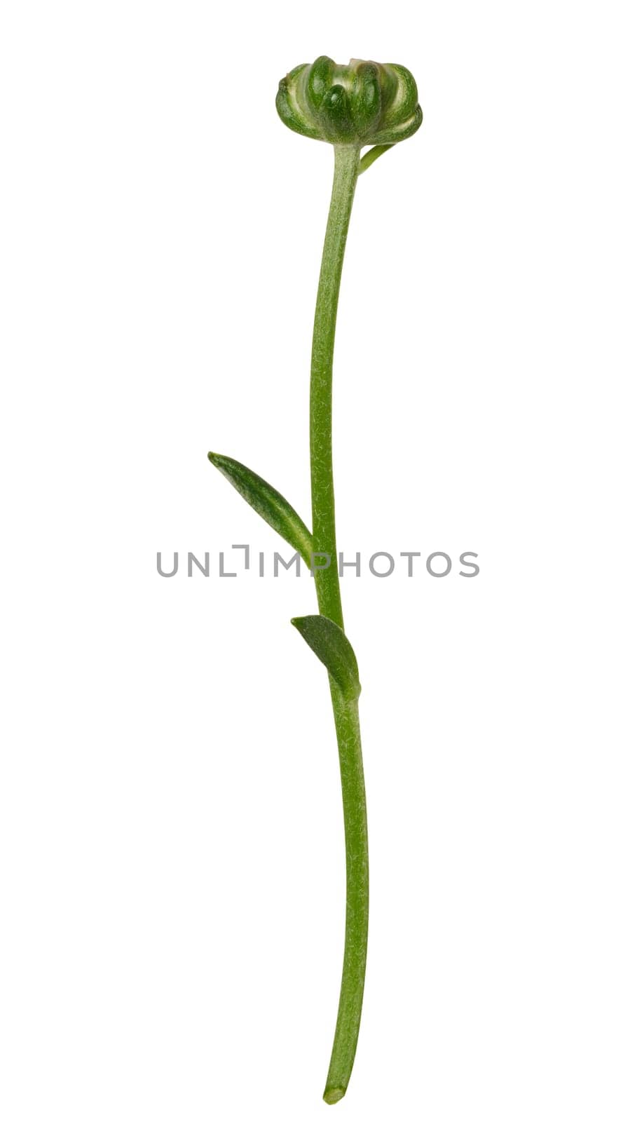 Green stem of chrysanthemum with white unblown bud on isolated background by ndanko