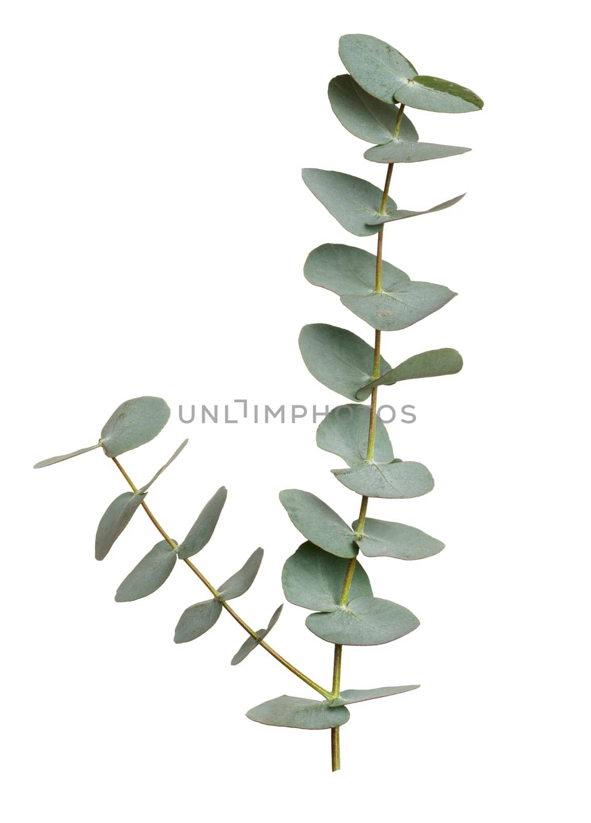 Eucalyptus branch with green leaves on isolated background