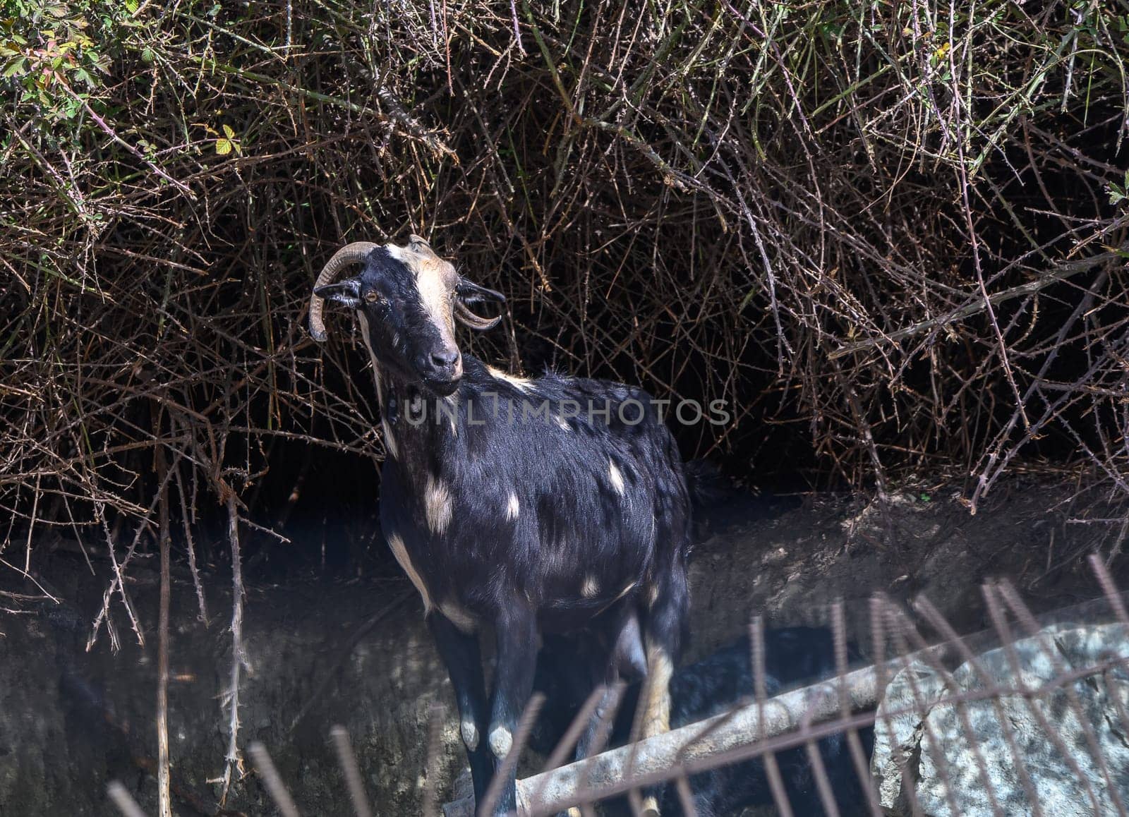 domestic goats in a North Cyprus village in winter 7
