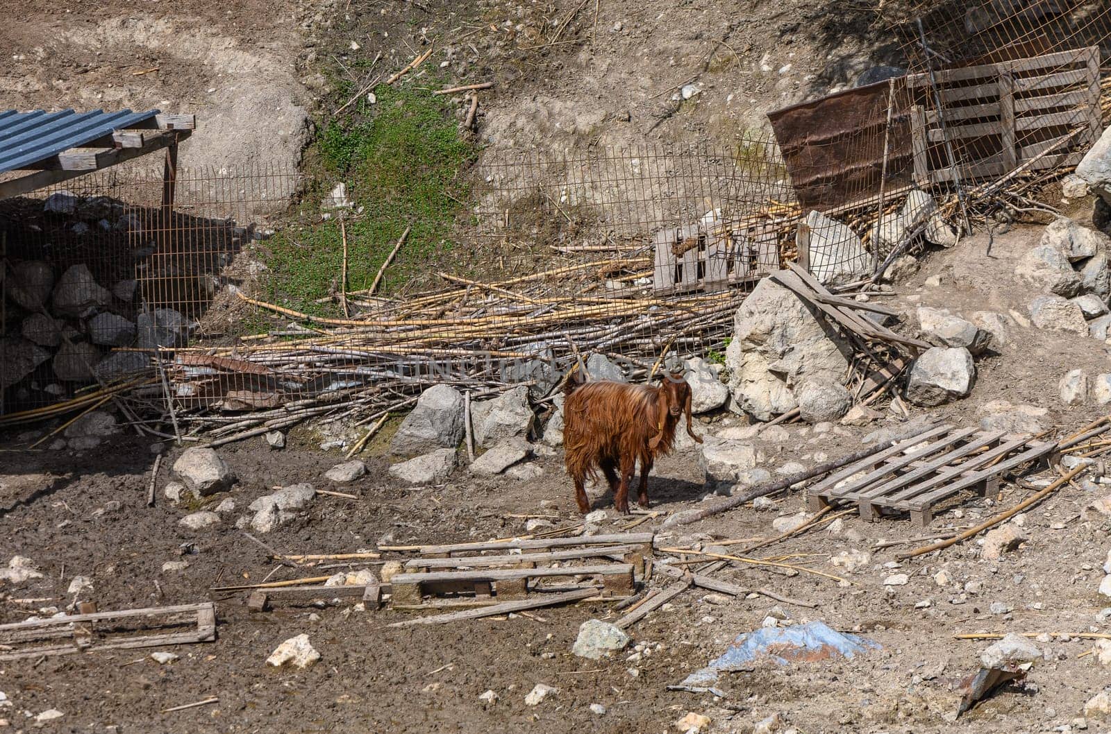 domestic goats in a North Cyprus village in winter 6