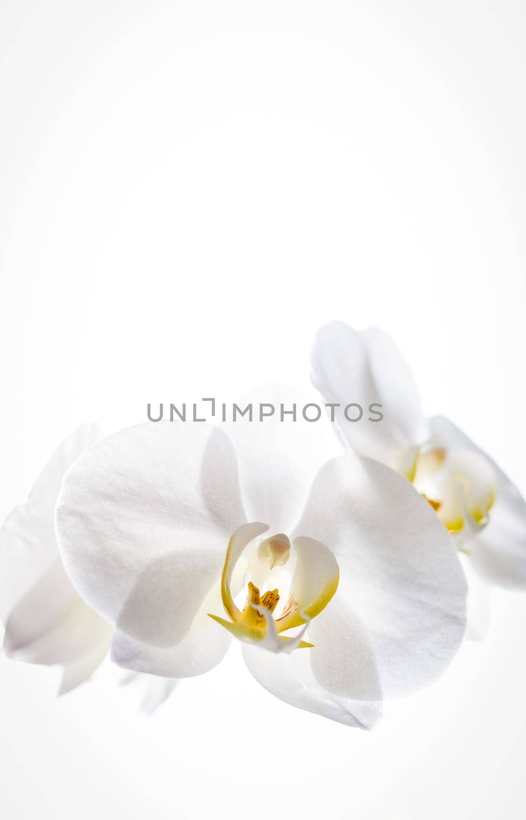 A beautiful white orchid flower with a yellow pistil and stamens is located from below on a white background with copy space from above, close-up side view.