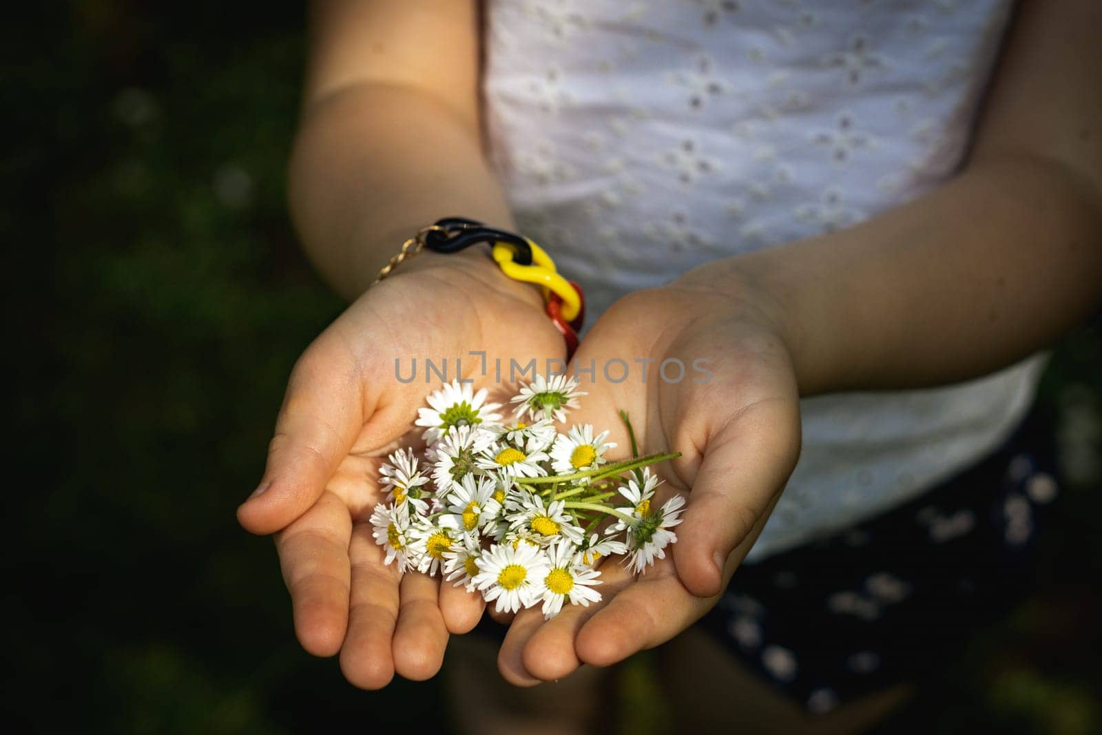 Portrait of one unrecognizable Caucasian girl holding plucked meadow daisies in her palms on a summer day in a public park, close-up side view from above.