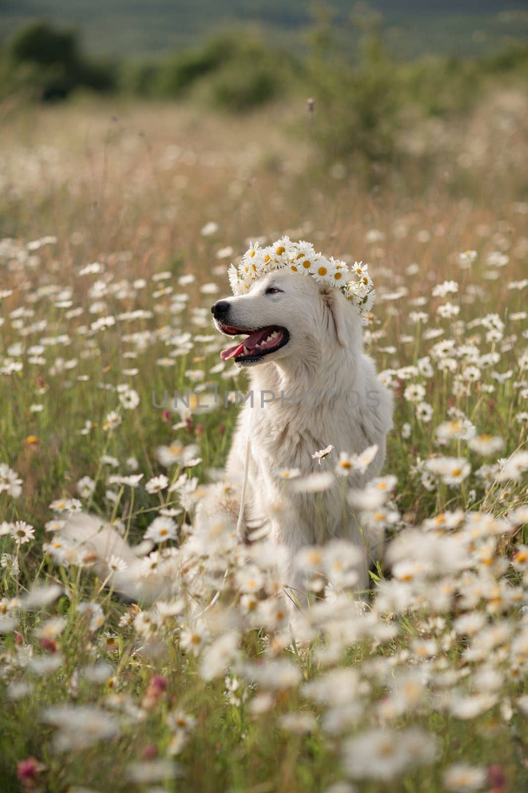 Daisies white dog Maremma Sheepdog in a wreath of daisies sits on a green lawn with wild flowers daisies, walks a pet. Cute photo with a dog in a wreath of daisies. by Matiunina