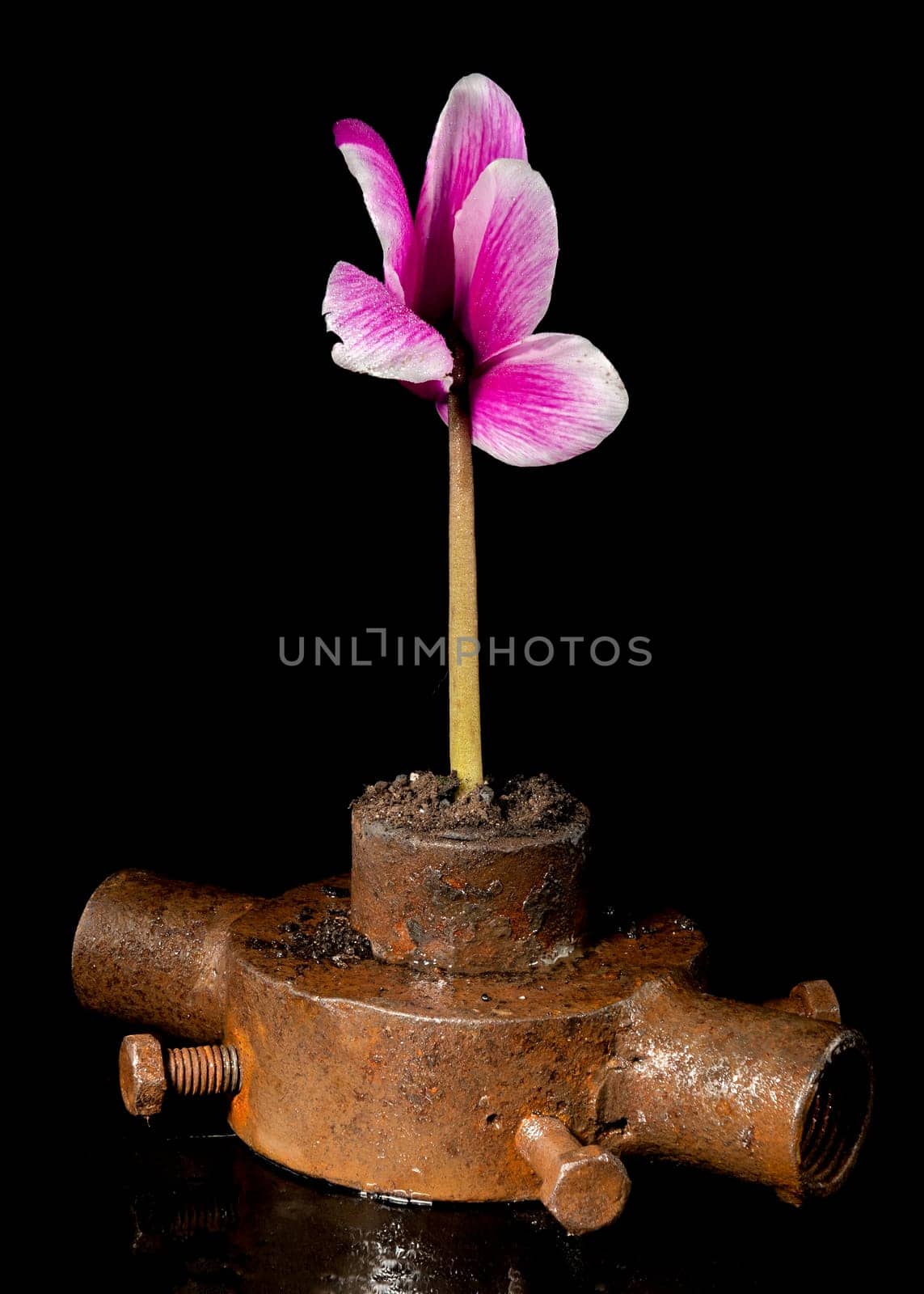 Old rusty iron bushing and flower on a black background. by Multipedia