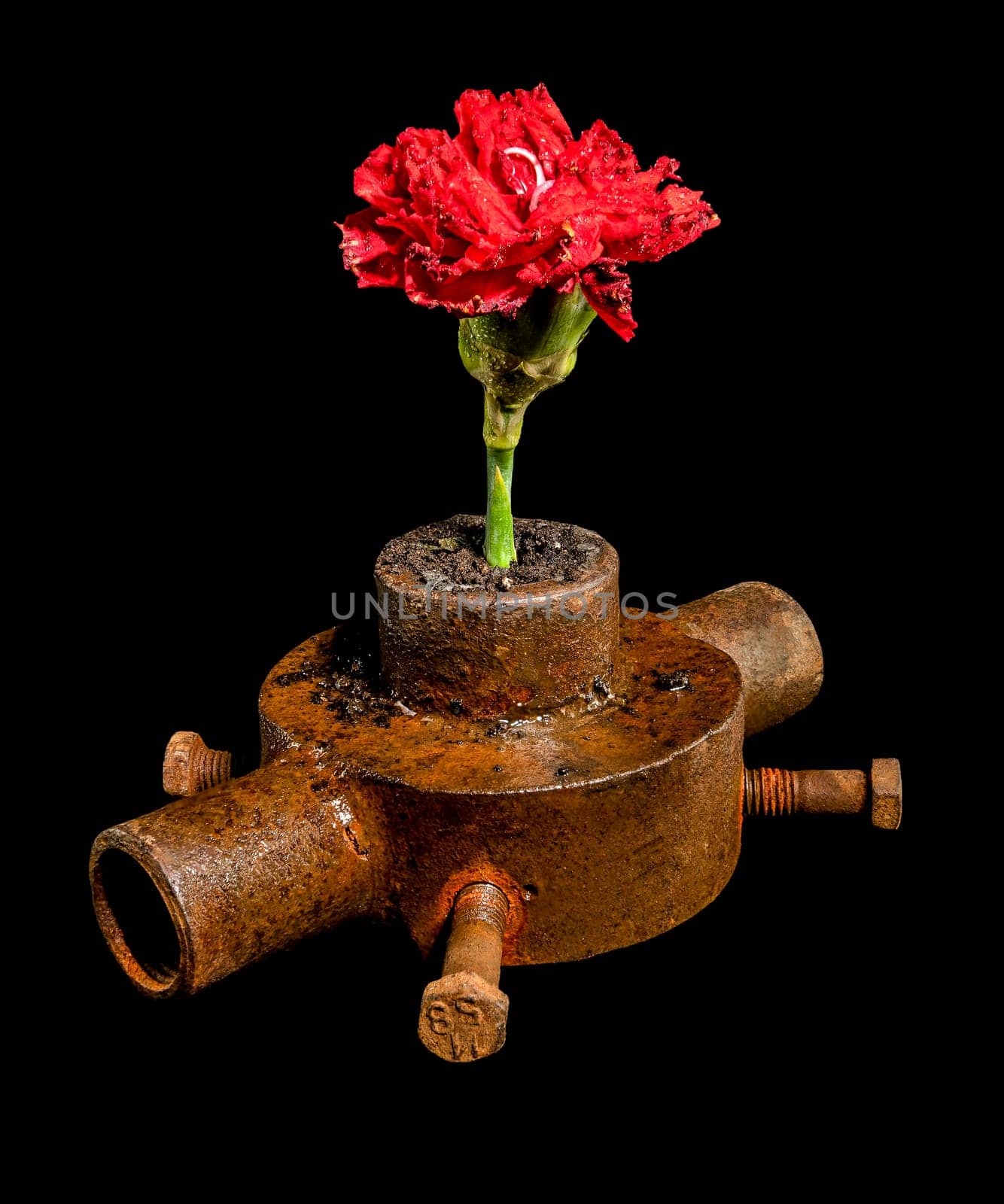 Creative still life with old rusty iron bushing and red dianthus flower on a black background