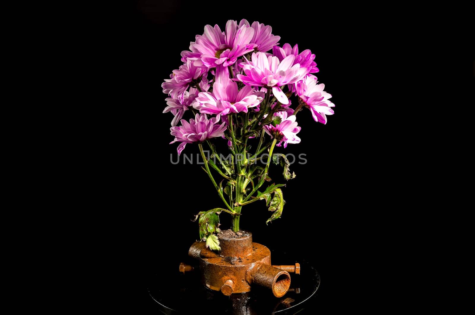 Old rusty iron bushing and flowers on a black background. by Multipedia