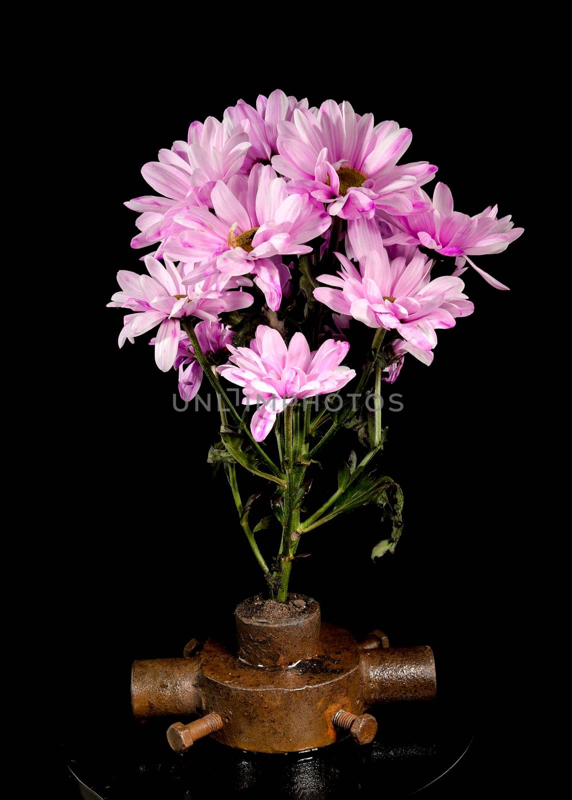 Creative still life with old rusty iron bushing and pink chrysanthemum flowers on a black background